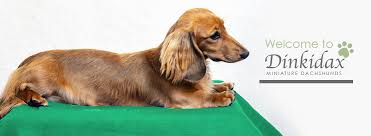 See more ideas about dachshund, cream dachshund, dachshund puppies. Dinkidax Miniature Dachshunds