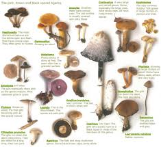 Edible Wild Mushrooms Chart Now I Just Need A Resident