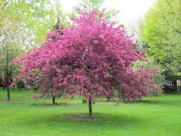 Crabapple Tree Flowering Trees