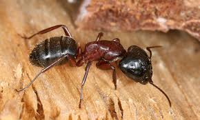 Wer im haus öfters ameisen entdeckt, sollte die sache nicht auf die leichte schulter nehmen. Ameisen Im Haus Schadlingsbekampfung Ist Gefragt