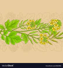 Mustard Plant Pattern On Color Background