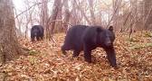 Image result for 4 bears from Japan