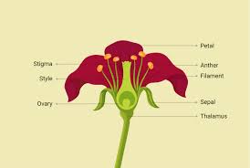 label the parts of the typical flower