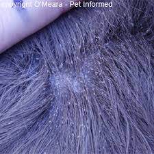 Lice Pictures And Information About Lice In Animals