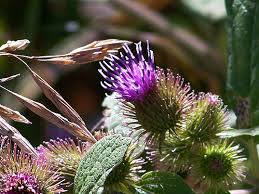 scot thistle background images hd