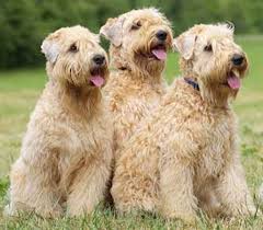 soft coated wheaten terrier dog breed