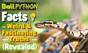 39 ball python facts weird