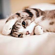 Cute Lovely Lied Kitten Animal iPad Air ...