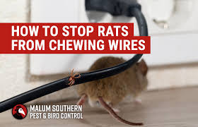How To Stop Rats From Chewing Wires