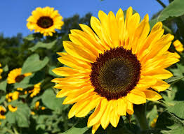 Siapa yang tidak mengenal bunga matahari? Kebun Bunga Matahari Yang Cocok Untuk Pekarangan Rumah Blog Floweradvisor Indonesia