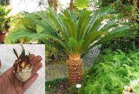Cycad Toxicity Vet Ipswich Caring For