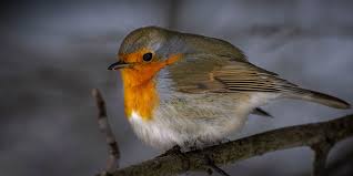 where-do-birds-sleep-at-night-in-the-winter-uk