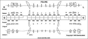 Dentalabels Charting System Smartpractice Veterinary