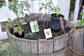 Plant A Container Salad Garden Flower