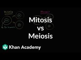 Meiosis worksheet answers winonarasheed from cell division and mitosis worksheet answer key , source:winonarasheed.com. Comparing Mitosis And Meiosis Video Khan Academy