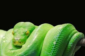 biblical meaning of green snakes in