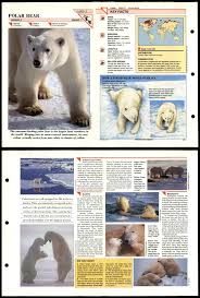 polar bear 1 mammals wildlife fact