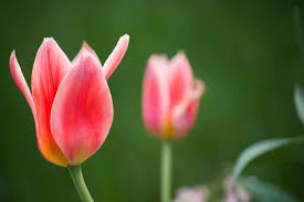 35 free wallpaper tulips pikwizard