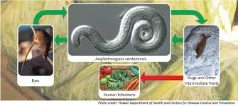 What are the symptoms of lungworm in humans?