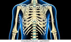 Ribs eight to ten are the false ribs and are connected to the sternum indirectly via the cartilage of the rib above them. 3d Illustration Of Human Body Ribs Cage Anatomy The Rib Cage Is An Arrangement Of Bones In The Thorax Of All Vertebrates Canstock