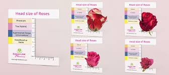 head sizes of roses