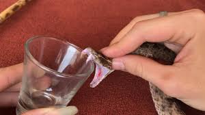 Image result for images of puff adder venom in a bottle