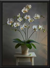 Beautiful Orchid Oil Paintings Fine