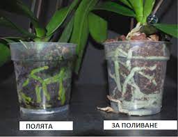 Начини за омекотяване на вода за поливане на орхидеите. Bezcenni Sveti Za Vsichki Koito Imat Orhidei Petel Bg