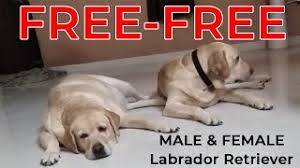 Labs and more dog rescue is san diego's fastest growing and most active dog rescue organization. Free Labrador Male Female Adoption Adopt A Dog Puppy Why Owner Gives Them Away Bholashola Youtube