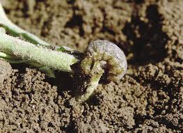 get rid of cutworms in the garden