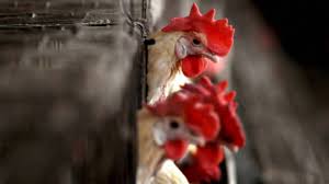 There is no threat to humans with the avian flu outbreak. there are dozens of strains of avian influenza, many of which don't cause severe symptoms in they also very occasionally can spread to people. Esrmjmfjuosgzm