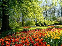 Different types of plants 13 photos Orange And Yellow Tulip Flower Field Park Garden Flowers Trees Hd Wallpaper Wallpaper Flare