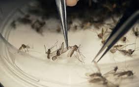 Resultado de imagem para Governo declara fim de emergência nacional pelo vírus Zika