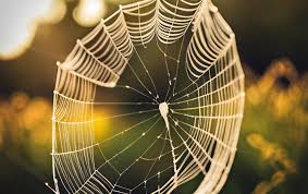 dream of spider web 5 meanings