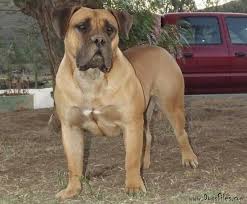 Which breed is better for families? Boerboels Rare Dog Breeds Bully Dog Boerboel