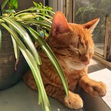 Are Spider Plants Poisonous To Cats