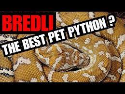 centralian carpet python care you