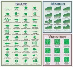 Plant Taxonomy Chart Google Search Leaf Identification