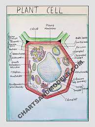 Buy Plant Cell Charts Online Buy Plant Cell Charts Online