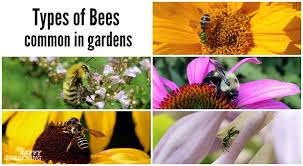 Bees Commonly Found In Yards And Gardens