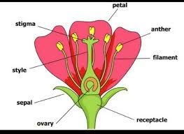 As mentioned, many flowers have both male (stamen) and female (pistil) parts. Draw A Simple Diagram Of Flower And Indicate The Names Of Any Three Main Parts Of A Flower Brainly In