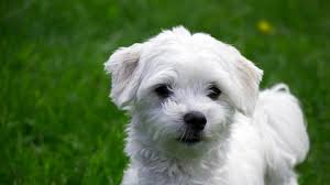 maltese adoption singapore puppy