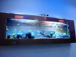 wall mounted plasma chicled fish