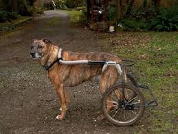 diy dog wheelchair homemade dog