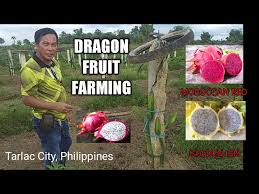 planting dragon fruits moroccan and