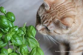 House Plants Safe For Cats