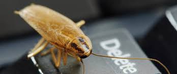 5 fascinating facts about roaches