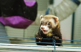 3 diy ferret cage plans you can build