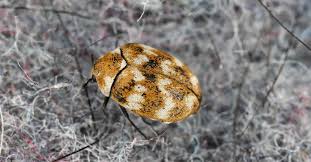 carpet beetle vs bed bug what are the