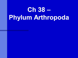 Ch 38 Phylum Arthropoda Characteristics Of Arthropods